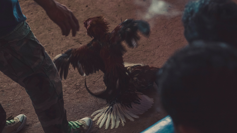 chicken-fight-gontarski-fotografie