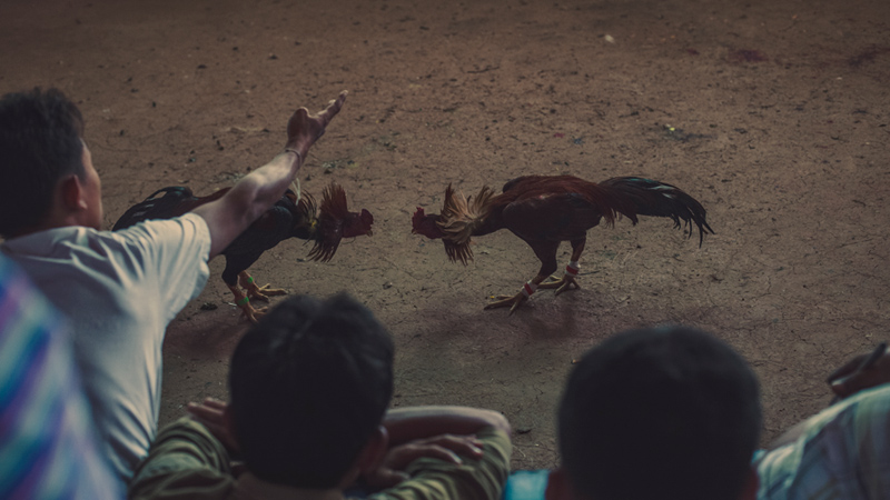 chicken-fight-gontarski-fotografie